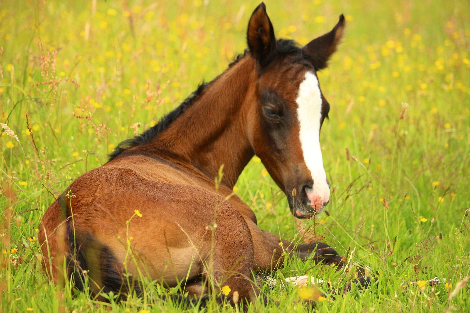 ProAKAP4 as a marker of sperm quality in stallions-image