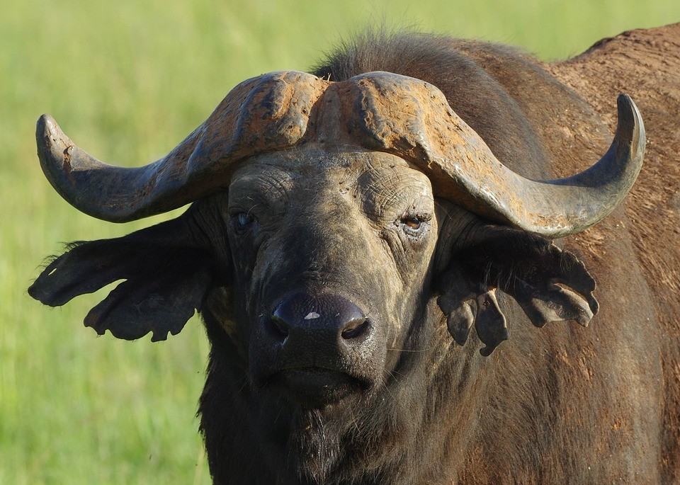 AKAP4 is overexpressed in fertile water buffalo-image