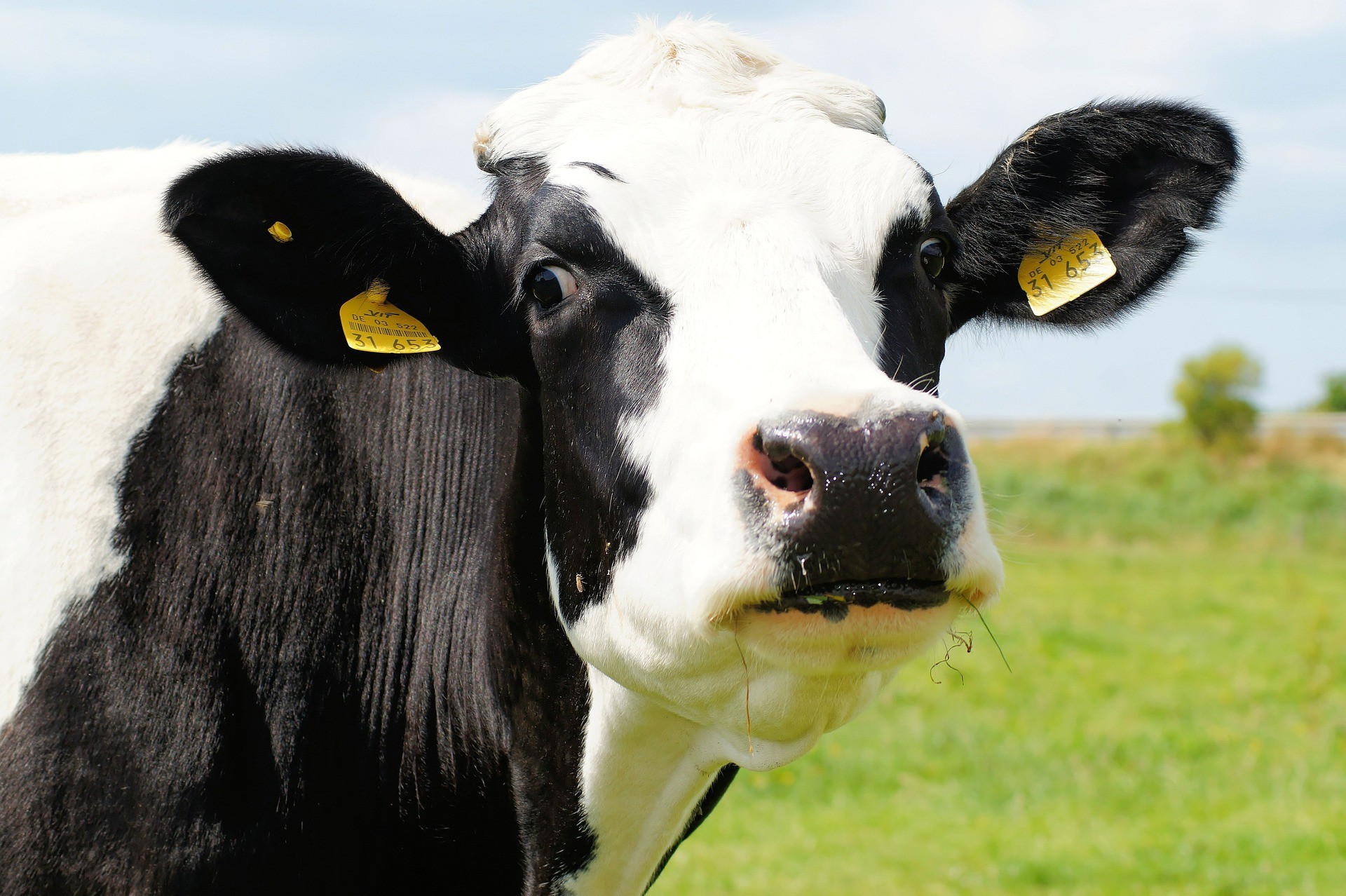The Bull 4MID® Kit, a functional sperm assay  to assess bull fertility-image