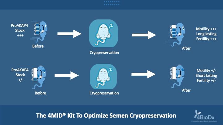 The 4MID® Kit To Optimize Semen Cryopreservation-image