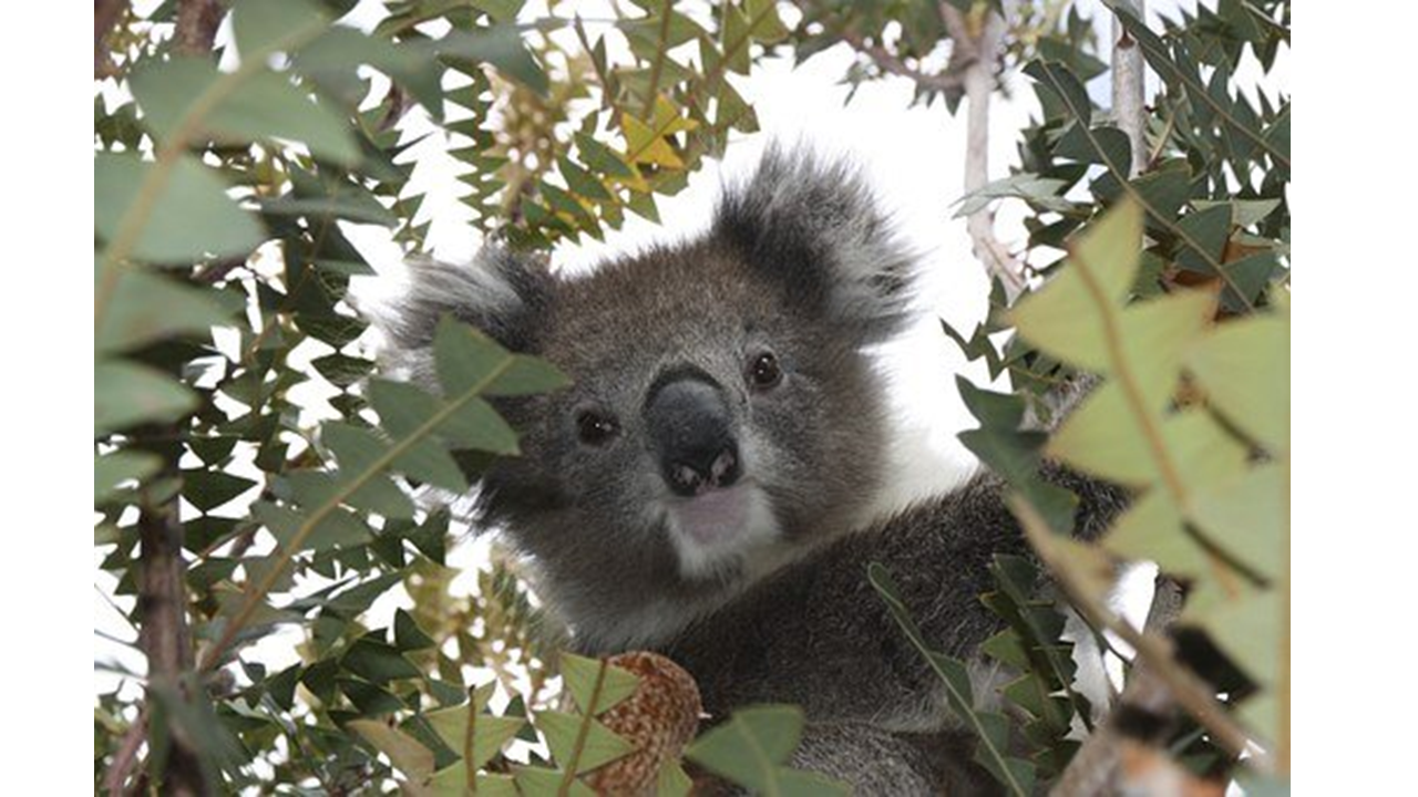 koala 4bioDx